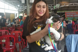 Seru, Festival Kucing Kampung di Pontianak hadirkan kontes unik
