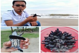 Masyarakat Muara Upu Tapsel lepas ribuan ekor Penyu ke Samudra Hindia