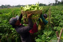 Petani terong hitavi di Tulungagung bertahan meski harga anjlok