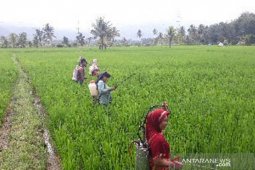 POPT Batang Angkola lakukan Gerdal hama wereng