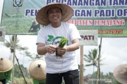 Bupati: Pertanian organik jadi pertumbuhan ekonomi baru di Lumajang