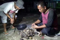 Aktivitas perburuan "codot" di Ngawi tak khawatirkan virus corona