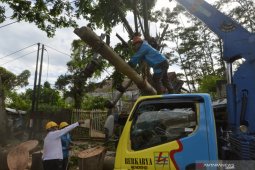 PLN tebang 72.262 pohon dekat jaringan transmisi