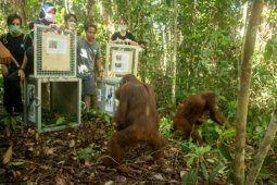 BKSDA Kalbar ajak semua pihak lestarikan Cagar Alam Muara Kendawangan