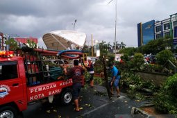 Angin kencang melanda Pontianak, dua pengendara sepeda motor tertimpa dahan