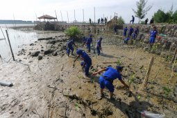 Penanaman Mangrove