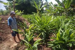 Petani lengkuas di Lebak untung Rp100 juta per hektare