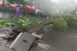 Pohon tumbang di sejumlah wilayah Kota Surabaya