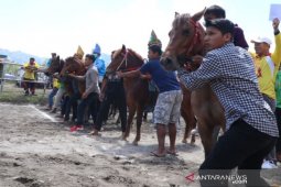 371 kuda pacu ramaikan lomba pacuan kuda HUT Takengon