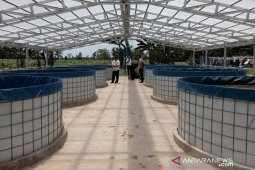 Pesantren Darus Syafa'ah Penajam kembangkan lele "bioflok" bantuan KKP