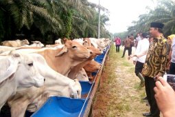 Pengembangan ternak sapi di kawasan Lunci-Jelai Sukamara