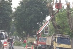Petugas pangkas pohon