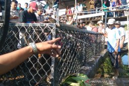 Seekor buaya masuk perangkap di Aceh Jaya