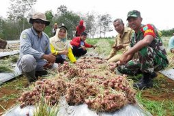 Babinsa dan masyarakat Sanggau Ledo panen perdana bawang merah