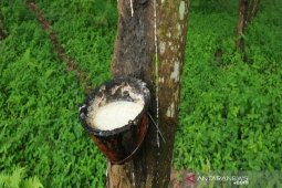 Gapkindo prediksi penjualan karet di pasar lokal masih akan meningkat
