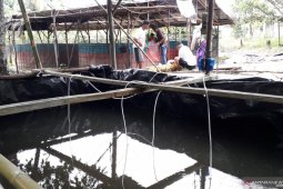 DKP Bangka Barat lanjutkan bantuan usaha budi daya ikan air tawar
