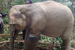 BKSDA Aceh evakuasi seekor gajah yang terjerat di Aceh Timur
