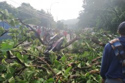 Pohon tumbang di pantura Situbondo timpa pengendara