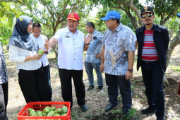 Kebun Mangga Galasari Gresik diproyeksikan menjadi pusat riset
