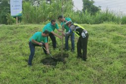Jasamarga tanam seribu pohon damar di sepanjang tol Pandaan-Malang