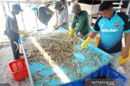 Budi daya udang vaname mampu produksi 100 ton per panen di Aceh Barat