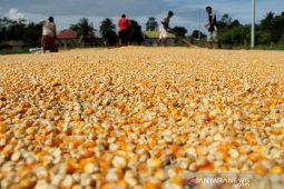 Target produksi jagung nasional 2020