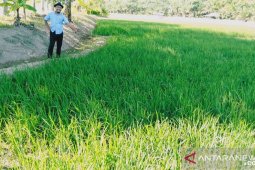 Pemda tergetkan 2500 hektare sawah terdaftar asuransi