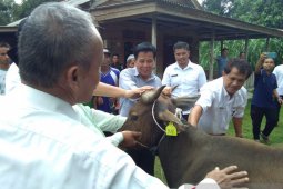 Bangka Tengah dorong peternak kembangkan bisnis daging sapi