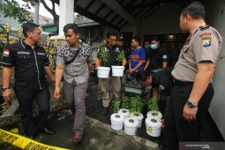 Kasus tanam ganja