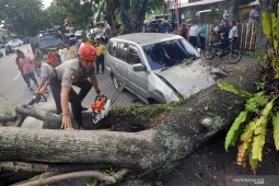 Puluhan pohon tumbang akibat angin ribut di Sleman