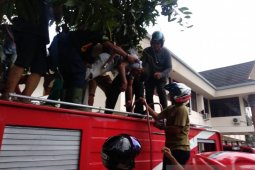Seorang petugas kebersihan tersengat listrik saat ambil mangga