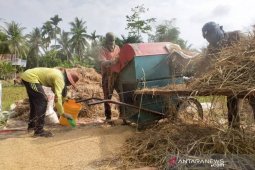 Harga gabah turun di Aceh Timur