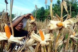 Panen jagung di Pamekasan