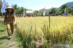 Petani di Landak diimbau lanjutkan menanam padi musim gadu