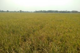 Karawang surplus beras hingga ratusan ribu ton tiap tahun