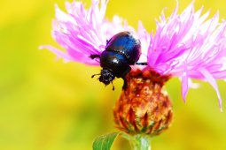 Empat Species Kumbang Ditemukan