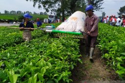 Pecinta teh siapkan gelaran festival nasional di Simalungun