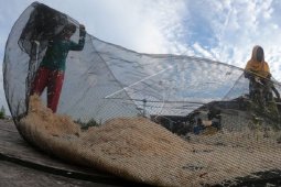 Harga udang rebon merangkak naik