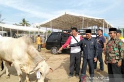 Pemkab Abdya dorong peternak budidayakan sapi lokal