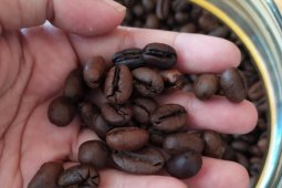 Ahli IPB: Kurangi konsumsi kopi dan makanan pedas saat isolasi mandiri virus COVID-19