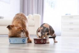 Seekor anjing dan tiga kucing tertular virus  corona
