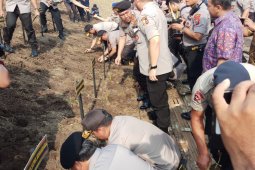 Tanggul Sungai Porong ditanami puluhan ribu batang rumput vetiver
