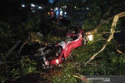 Seorang pengendara tewas ditempat usai tabrak pohon tumbang