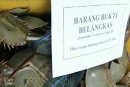 Polda Sumut sita 416 ekor satwa Belangkas Besar