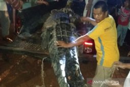 Polisi tembak mati buaya telan anak enam tahun