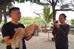 Masyarakat Abdya bentuk komunitas pencinta kucing