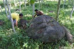 Penemuan batu megalit di Jember