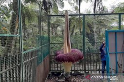Bunga bangkai mekar di Kebun Raya Cibodas