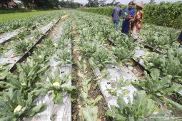 Harga bunga kol merosot