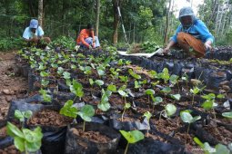 Bibit kopi arabika